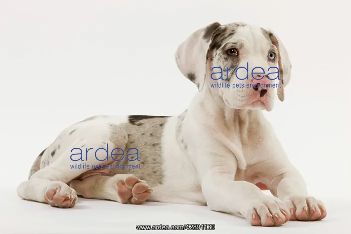 : Dog - Great Dane - 10 week old puppy in studio : Dog - Great Dane - 10 week old puppy in studio
