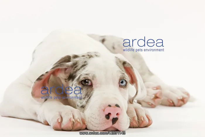  : Dog - Great Dane - 10 week old puppy in studio