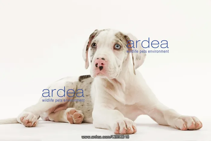 : Dog - Great Dane - 10 week old puppy in studio : Dog - Great Dane - 10 week old puppy in studio