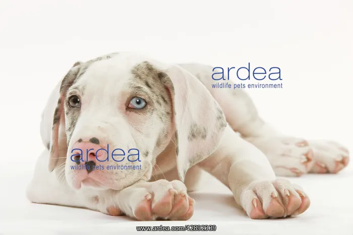 : Dog - Great Dane - 10 week old puppy in studio : Dog - Great Dane - 10 week old puppy in studio