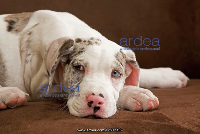 : Dog - Great Dane - 10 week old puppy in studio : Dog - Great Dane - 10 week old puppy in studio