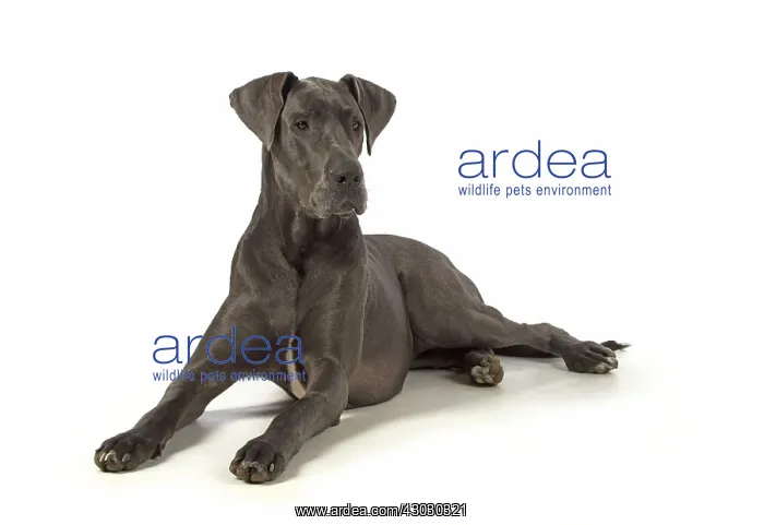 : Dog Great Dane : Dog Great Dane