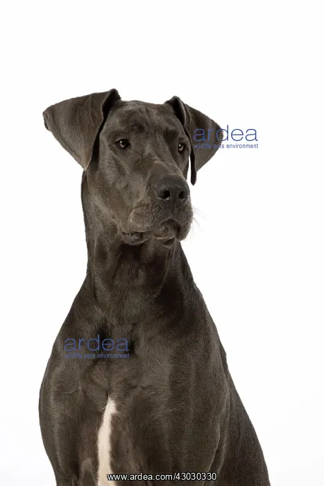 : Dog Great Dane : Dog Great Dane