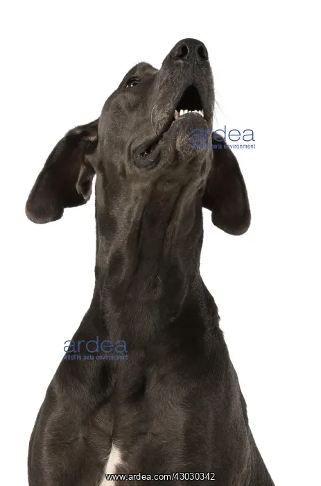 : Dog Great Dane : Dog Great Dane