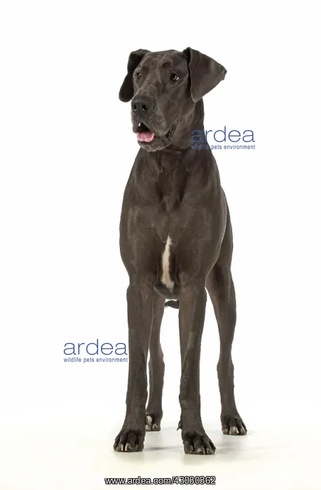 : Dog Great Dane : Dog Great Dane
