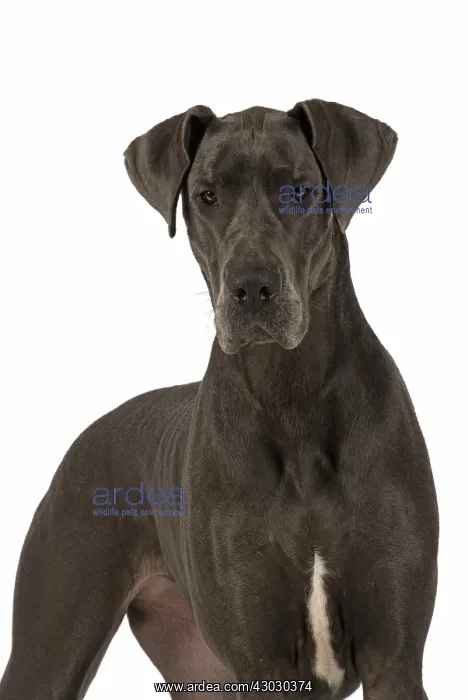 : Dog Great Dane : Dog Great Dane