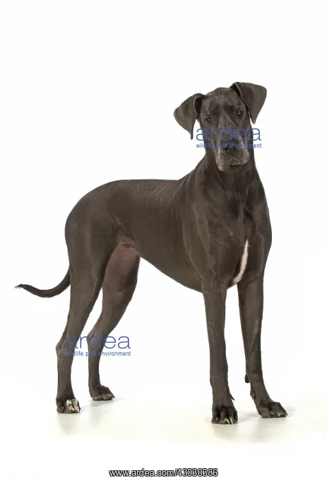: Dog Great Dane : Dog Great Dane