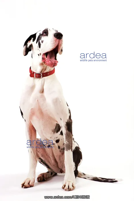: Dog - Great Dane bitch sitting down : Dog - Great Dane bitch sitting down