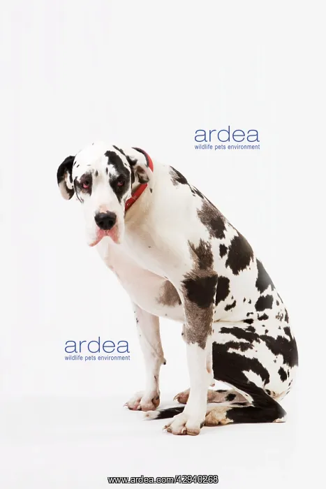  : Dog - Great Dane bitch sitting down
