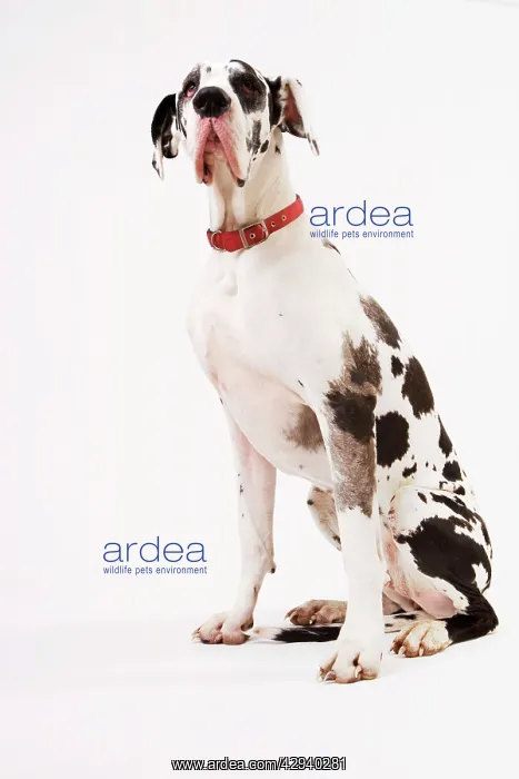 : Dog - Great Dane bitch sitting down : Dog - Great Dane bitch sitting down