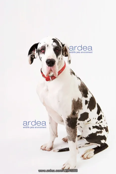  : Dog - Great Dane bitch sitting down