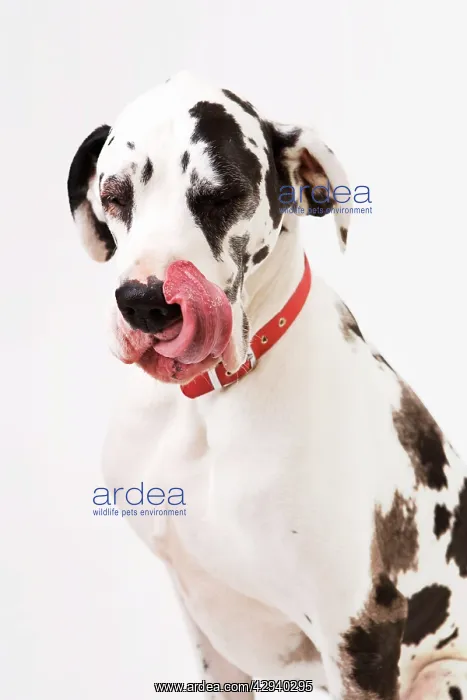  : Dog - Great Dane bitch sitting down licking lips