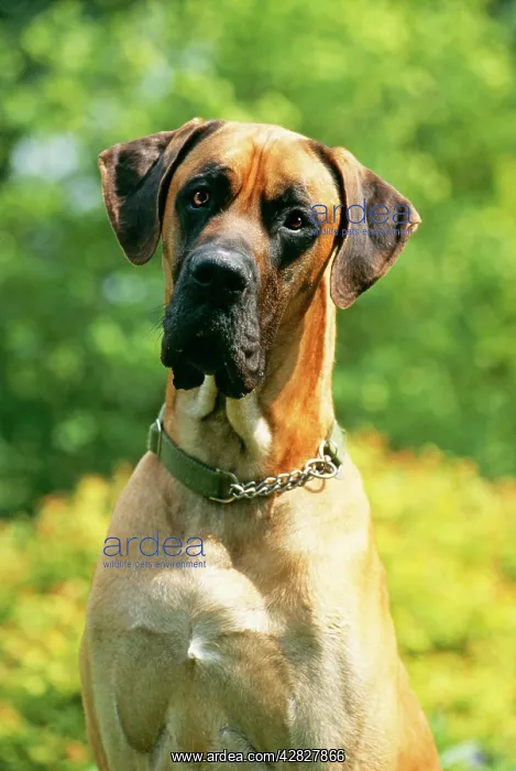  : DOG - GREAT DANE - close-up of head