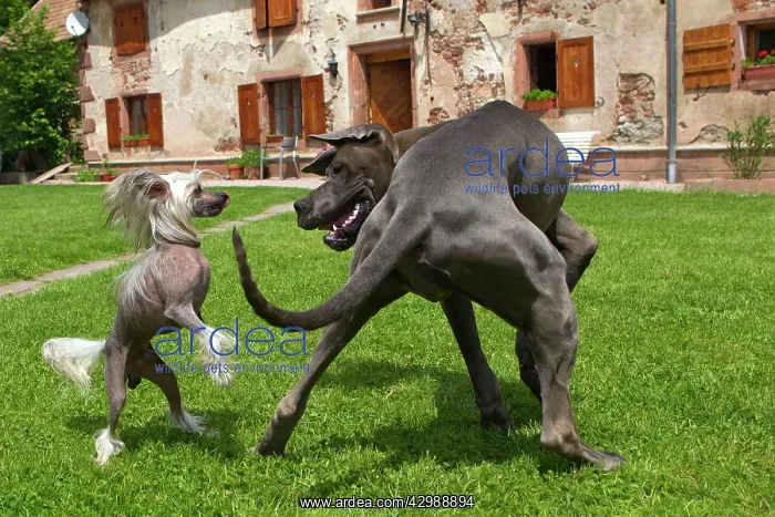 : Dog - Great Dane / German Mastiff / Danish Hound : Dog - Great Dane / German Mastiff / Danish Hound