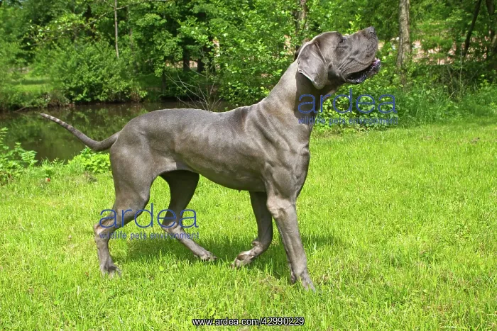 : Dog - Great Dane / German Mastiff / Danish Hound : Dog - Great Dane / German Mastiff / Danish Hound