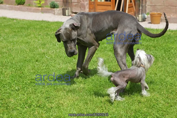 : Dog - Great Dane / German Mastiff / Danish Hound : Dog - Great Dane / German Mastiff / Danish Hound