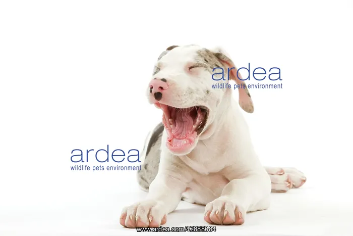 : Dog - Great Dane / German Mastiff / Deutsche Dogge : Dog - Great Dane / German Mastiff / Deutsche Dogge