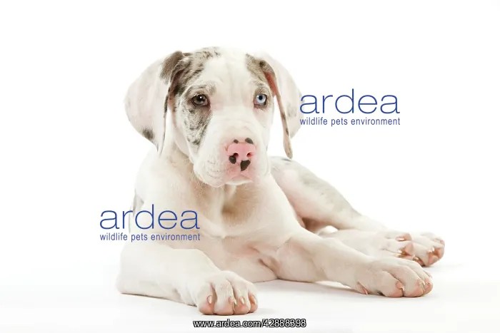 : Dog - Great Dane / German Mastiff / Deutsche Dogge : Dog - Great Dane / German Mastiff / Deutsche Dogge