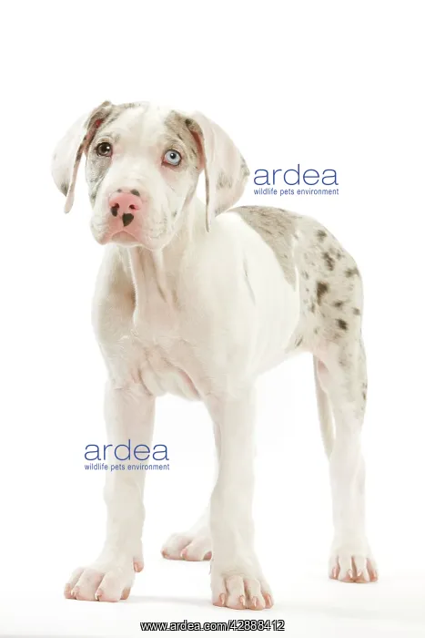 : Dog - Great Dane / German Mastiff / Deutsche Dogge : Dog - Great Dane / German Mastiff / Deutsche Dogge