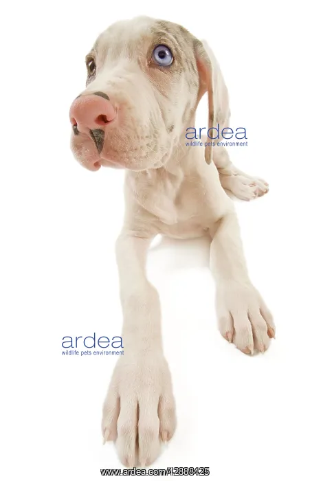 : Dog - Great Dane / German Mastiff / Deutsche Dogge : Dog - Great Dane / German Mastiff / Deutsche Dogge