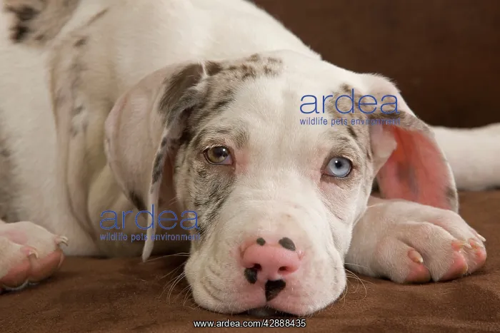 : Dog - Great Dane / German Mastiff / Deutsche Dogge : Dog - Great Dane / German Mastiff / Deutsche Dogge