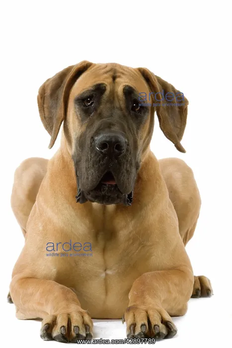 : Dog - Great Dane / German Mastiff / Dogue Allemand : Dog - Great Dane / German Mastiff / Dogue Allemand