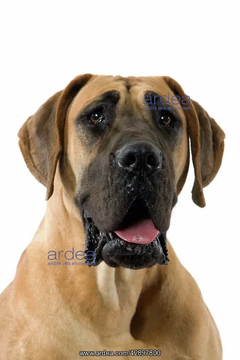 : Dog - Great Dane / German Mastiff / Dogue Allemand : Dog - Great Dane / German Mastiff / Dogue Allemand