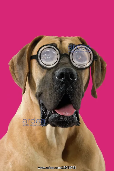 : Dog - Great Dane / German Mastiff / Dogue Allemand : Dog - Great Dane / German Mastiff / Dogue Allemand