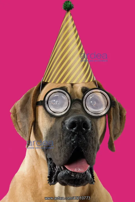 : Dog - Great Dane / German Mastiff / Dogue Allemand : Dog - Great Dane / German Mastiff / Dogue Allemand
