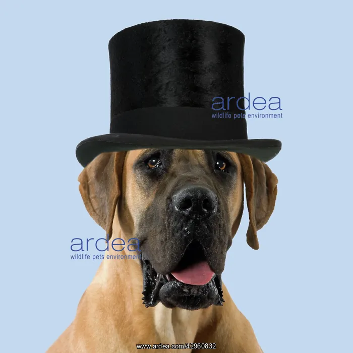 : Dog - Great Dane / German Mastiff / Dogue Allemand / Deutsch : Dog - Great Dane / German Mastiff / Dogue Allemand / Deutsch