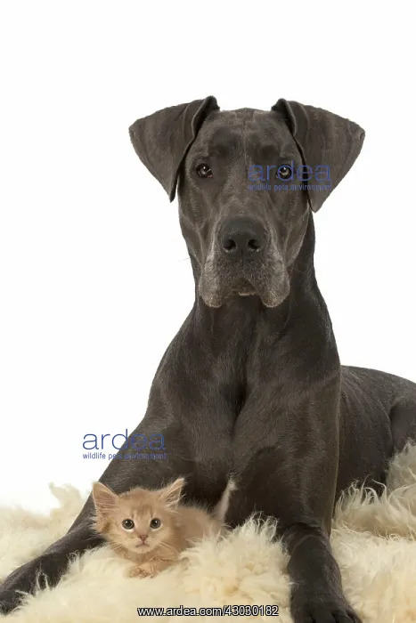 : Dog Great Dane with a kitten : Dog Great Dane with a kitten