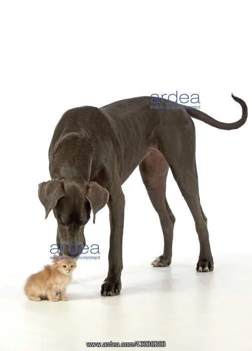  : Dog Great Dane with a kitten