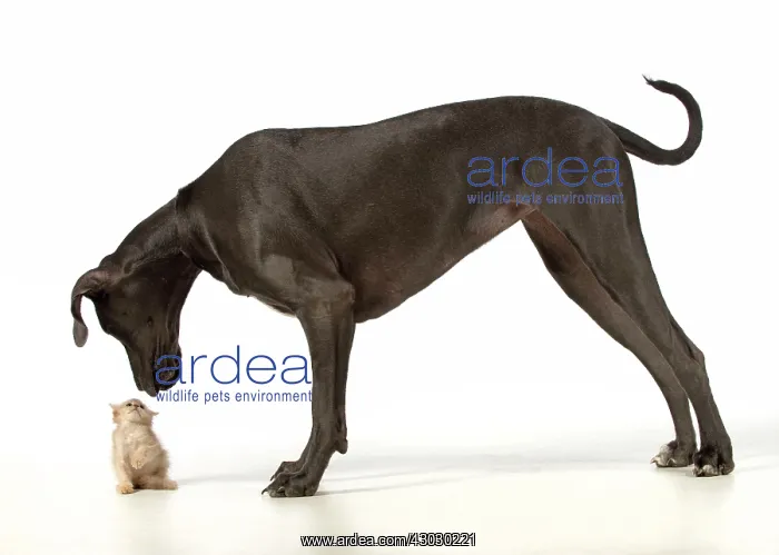  : Dog Great Dane with a kitten