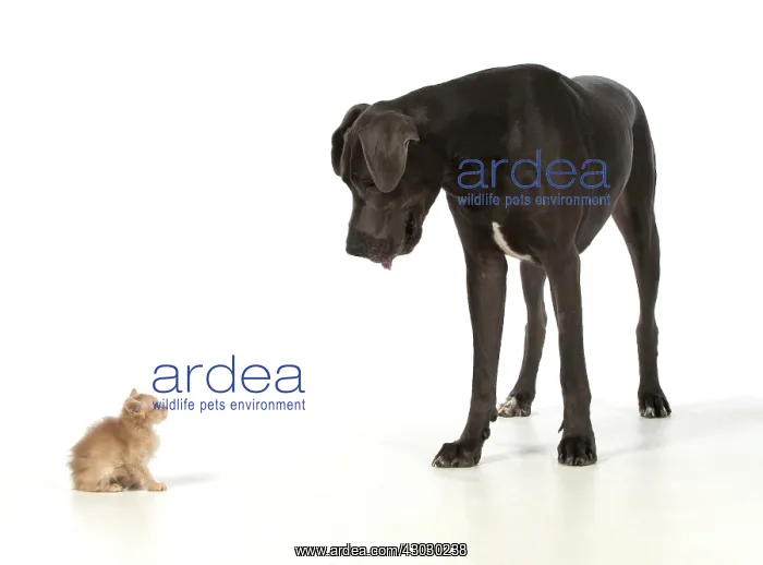  : Dog Great Dane with a kitten