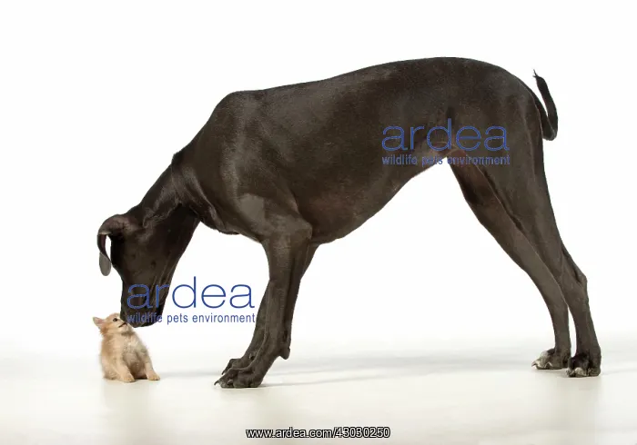  : Dog Great Dane with a kitten