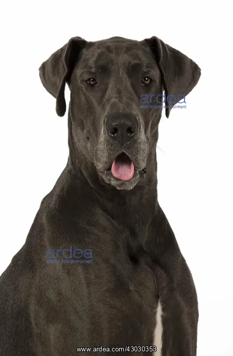  : Dog Great Dane mouth open