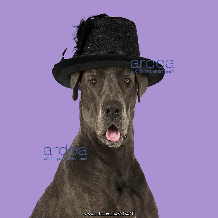 : DOG - Great Dane - mouth open wearing Hat Digital : DOG - Great Dane - mouth open wearing Hat Digital