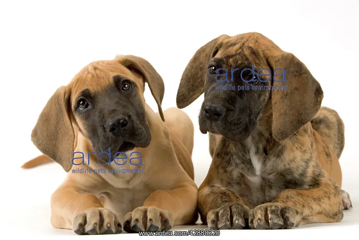  : DOG - two GREAT DANE puppies