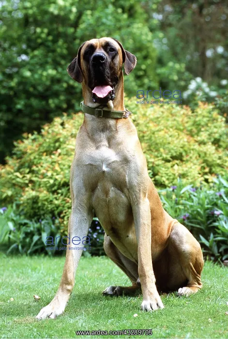 : DOG - GREAT DANE, SITTING : DOG - GREAT DANE, SITTING