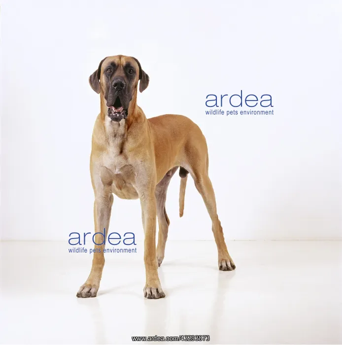 : DOG - Great Dane - Standing : DOG - Great Dane - Standing