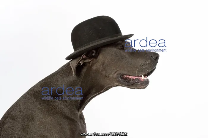  : Dog Great Dane wearing a bowler hat