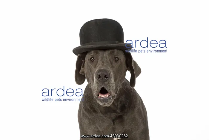 : Dog Great Dane wearing a bowler hat : Dog Great Dane wearing a bowler hat