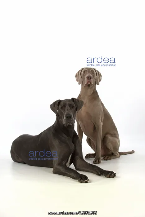  : Dog Great Dane and Weimaraner