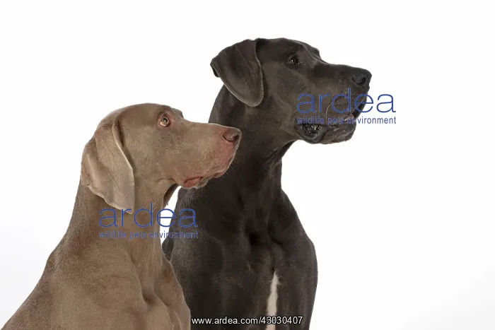 : Dog Great Dane and Weimaraner : Dog Great Dane and Weimaraner