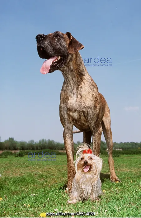 : DOG - GREAT DANE & YORKSHIRE TERRIER : DOG - GREAT DANE & YORKSHIRE TERRIER