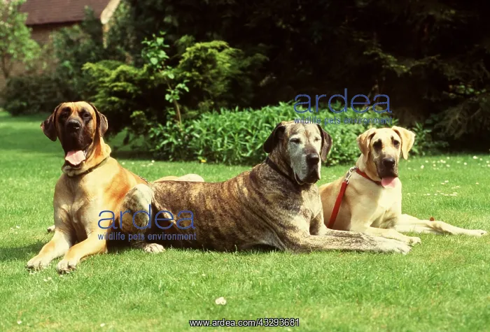 : DOG - GREAT DANES X3 SEATED ON LAWN : DOG - GREAT DANES X3 SEATED ON LAWN
