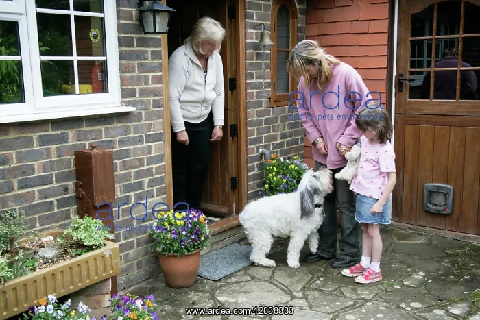 : DOG - greeting visitors to the family home : DOG - greeting visitors to the family home
