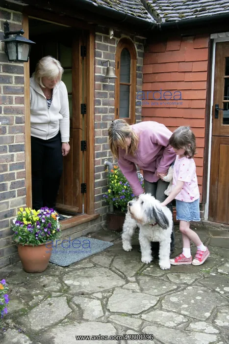  : DOG - greeting visitors to the family home