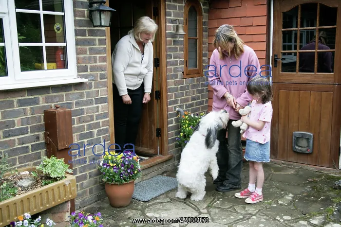 : DOG - greeting visitors to the home