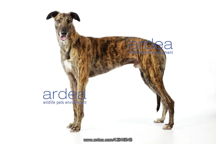 : DOG. Greyhound : DOG. Greyhound